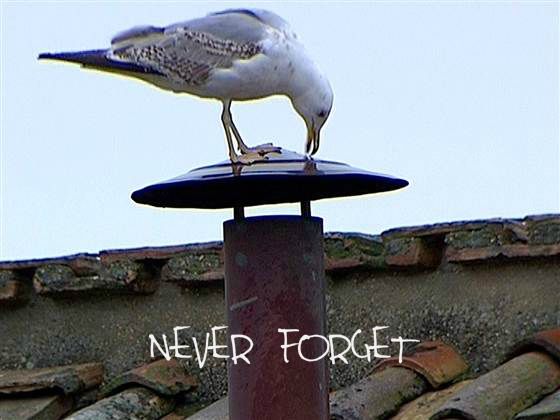  photo neverforget_zpsf9df1f0a.jpg