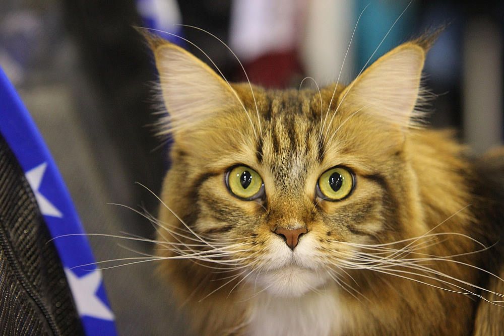 IMAGE: http://i1174.photobucket.com/albums/r601/kevinlillard/04172014c/20111030a0086_zps8ca26ca8.jpg