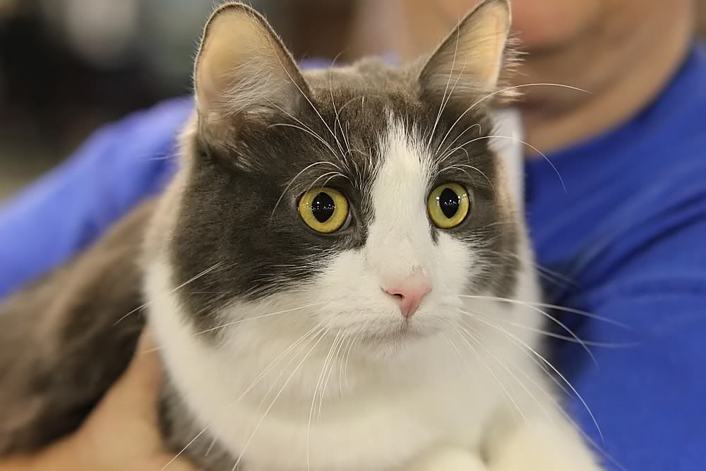 IMAGE: http://i1174.photobucket.com/albums/r601/kevinlillard/20111120a0000a_zps35da10b3.jpg