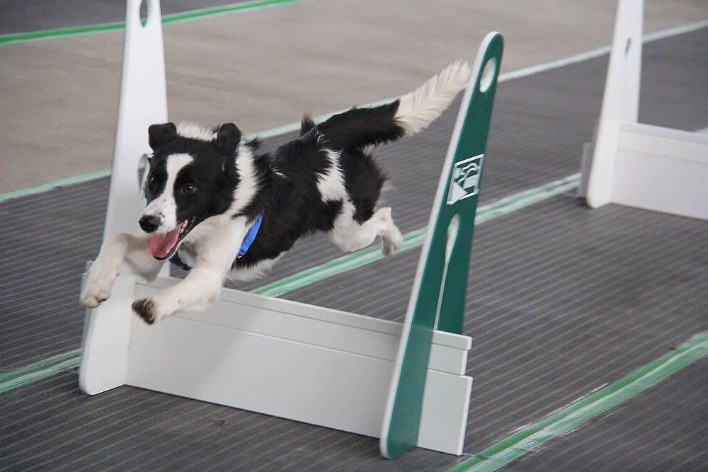 IMAGE: http://i1174.photobucket.com/albums/r601/kevinlillard/20121013g0177_zps32f01356.jpg