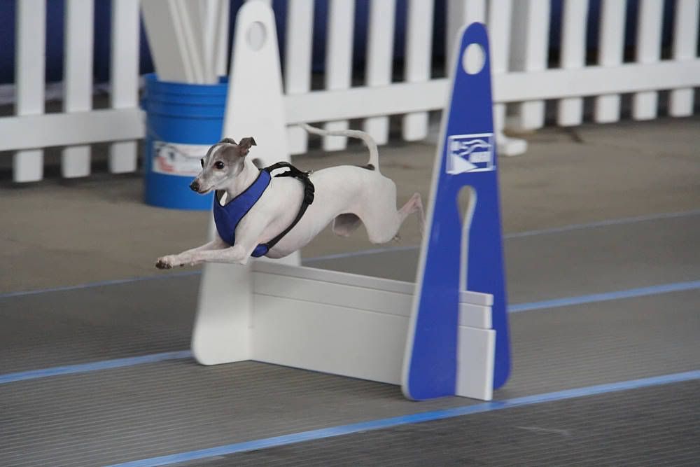 IMAGE: http://i1174.photobucket.com/albums/r601/kevinlillard/20121013g0289_zpsf1b94da2.jpg