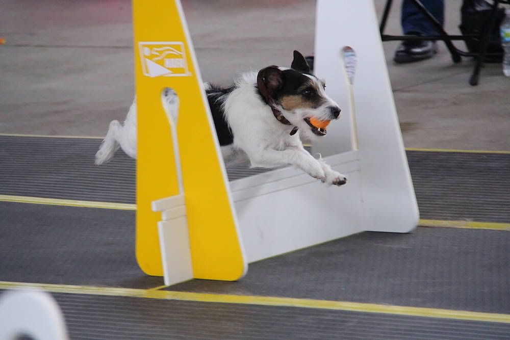 IMAGE: http://i1174.photobucket.com/albums/r601/kevinlillard/20121013g0681_zps55e3bc56.jpg