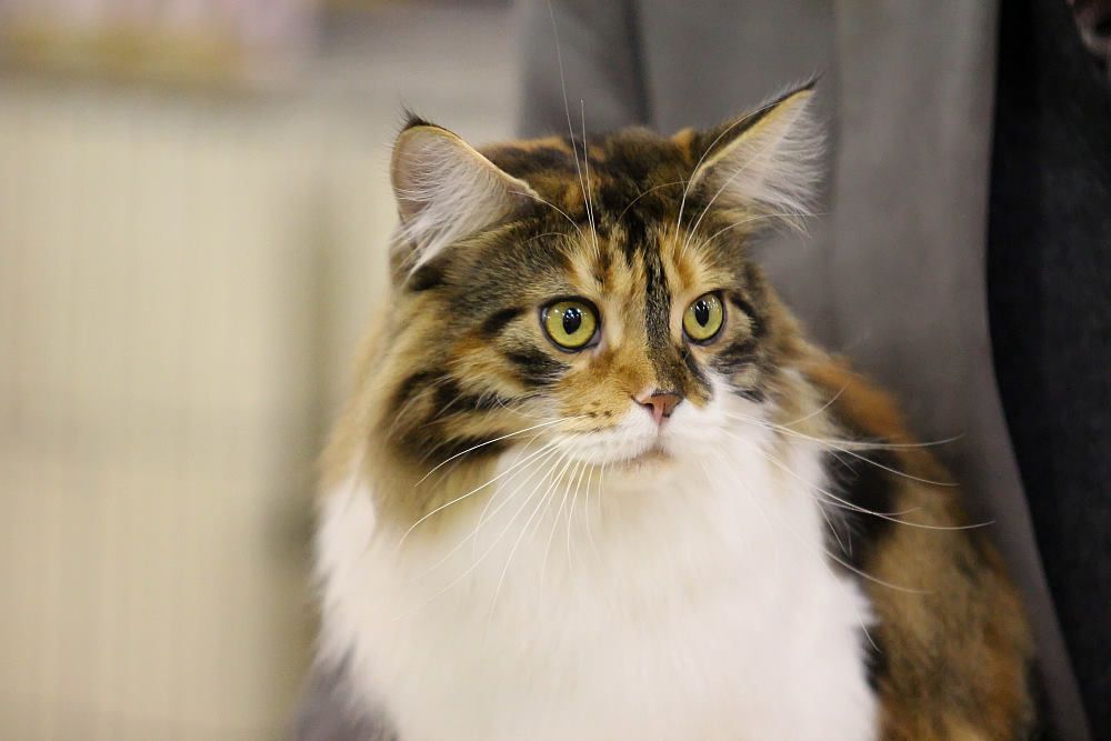 IMAGE: http://i1174.photobucket.com/albums/r601/kevinlillard/20130302a0000e_zpstwbkohqy.jpg