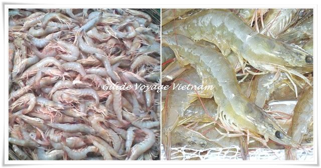 Les crevettes
