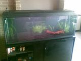 http://i1174.photobucket.com/albums/r611/dyosje/Aquarium/th_16052012Custom.jpg
