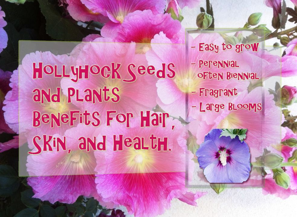 Amazing Hollyhocks Benefits For Hair, Skin And Health