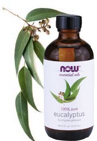  Eucalyptus Oil