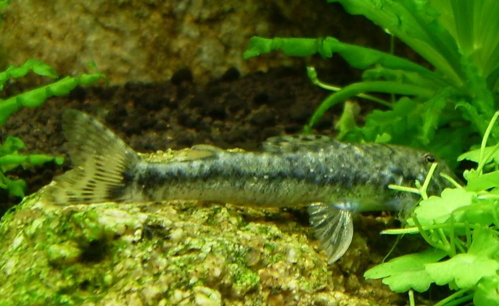 ParotocinclusJumbo_Normal2.jpg