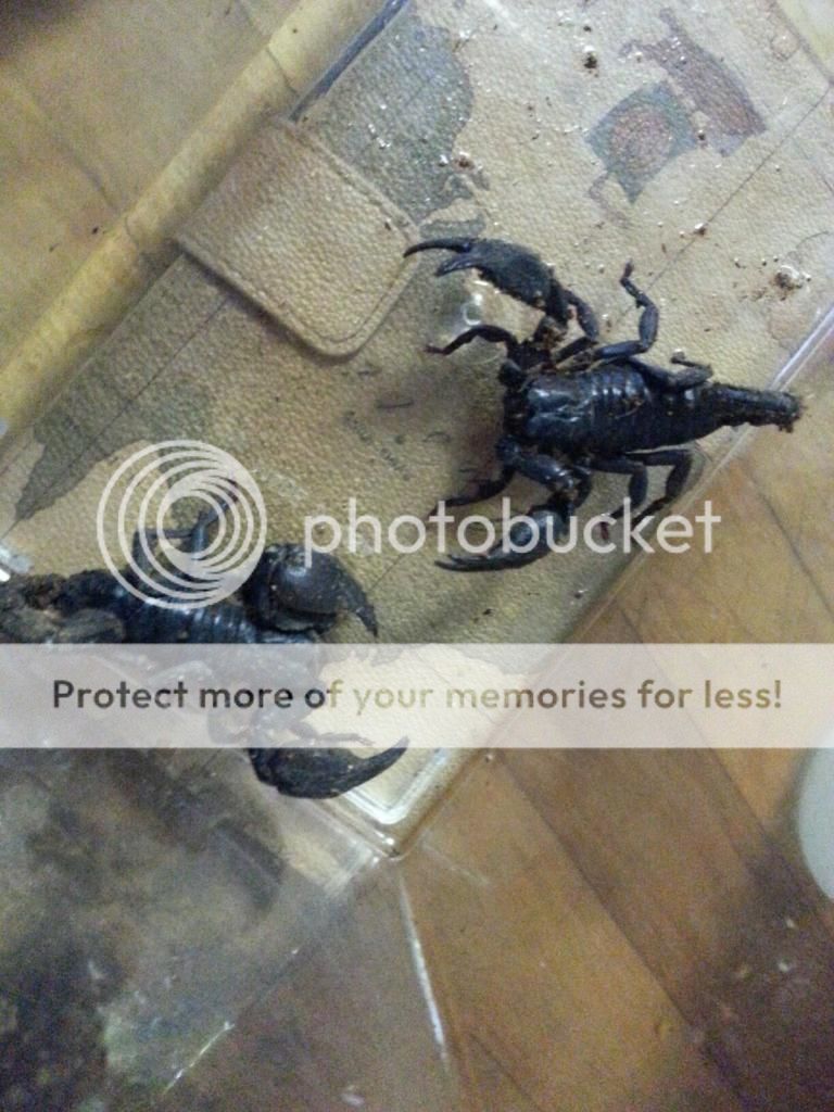 [HOW TO] Sexing Pandinus spp and Heterometrus spp Twobeauties_zps7144ca81