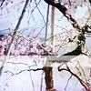 beautiful-blossoms-cherry-blossoms-flowers-japan-Favimcom-460138_large